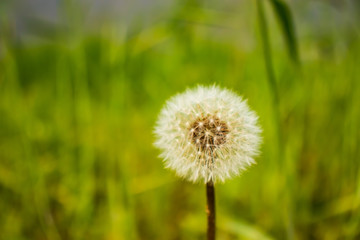 Dandelion spores(seeds) in the field.