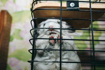 Obraz premium Cute fluffy white chinchilla is sitting in the cage. Pet at home. White fur and friendly animal.