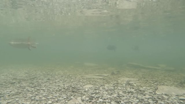 Underwater recording of ducks passing by
