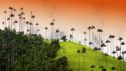 Foto op Canvas Cocora valley, Salento, Colombia, South America © Rechitan Sorin