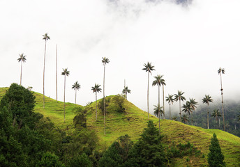 Cocora valley, Salento, Colombia, South America