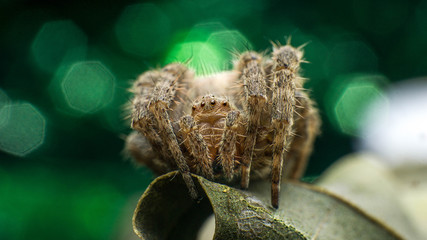 ARAÑA