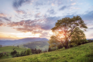 amazing mountain view. tree and high mountain village on sunset. summer landscape. beautiful natural background