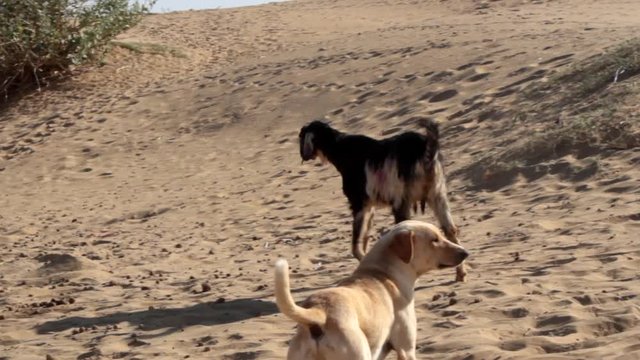 Sandy dog, a lean goat and a one-humped camel friendship in the Thar desert. The economy of the desert dwellers, India

