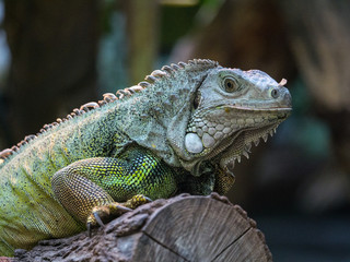 Iguane
