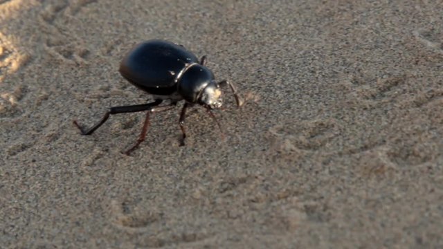 Black beetles (darkling beetles, Blaps gigas) roam sands of Great Indian Desert (Thar), leave chain of tracks; they collect water from morning raw air, are saprophages. Camera pursues object
