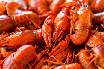 Tasty red boiled crayfish close up background