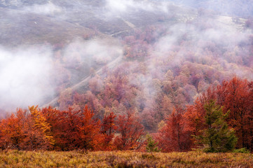 colorful autumn trees in foggy  mystical mountain forest. natural background .