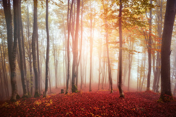  colorful autumn trees in foggy  mystical  forest. natural background . picture with soft focus