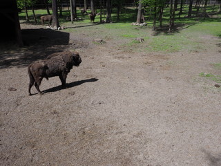 European bison stand on sandy ground in enclosure at city of Pszczyna in Poland © Jakub Korczyk
