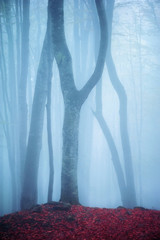 silhouettes trees in foggy  mystical  forest. natural background . picture with soft focus