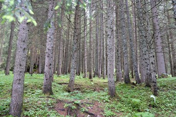 paesaggio foresta natura alberi foglie verde rami bosco estate pino parco sentiero erba all'apero primavera ambiente