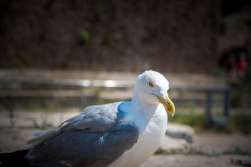 White Seagull Posing 