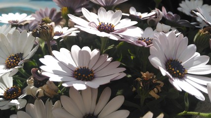 Flores de temporada