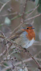 Robin