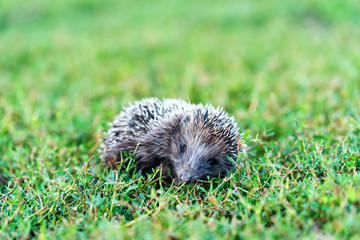 Lovely hedgehog or Erinaceus roumanicus on grass