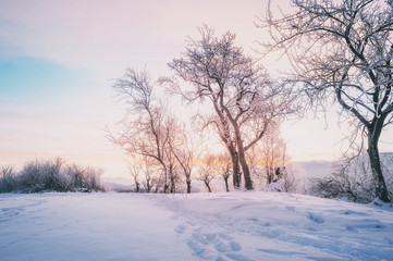 trees covered with snow and mountane on horizon. winter landscape