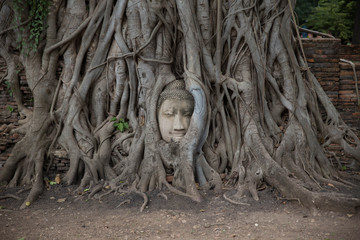 Buddha's face emerges from the roots of a tree in one of the temples in Ayutthaya, the ancient capital of Thailand, before Bangkok