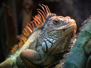 Iguane