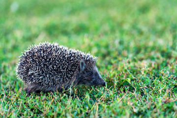 Lovely hedgehog or Erinaceus roumanicus on grass