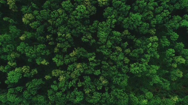Drone flying forward above beautiful green forest. Aerial 4K flyover topview shot