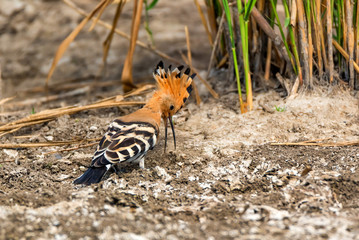 Common hoopoe or Upupa epops in steppe close