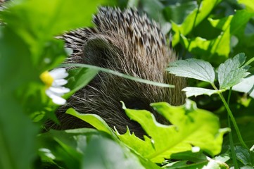 hedgehog in the grass
