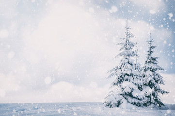 fir trees covered with snow under the blue cloudy sky. beautiful winter landscape