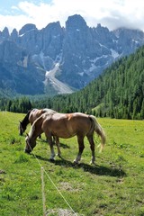 Fototapeta na wymiar animale cavallo erba campo fattoria campagna bosco alberi verde natura pascoli marrone