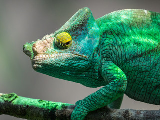 Caméléon