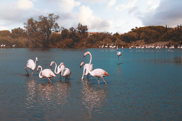 Naklejka premium Pink flamingos present in the Camargue region of France, the Flamingos are in a pond resting before migration