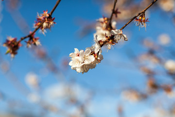 spring apple blossom minimalistic background over blue sky
