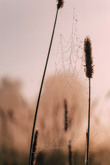 closeup drops of dew on the spiderweb at sunset (sunrise). picture with soft focus