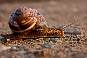 snail