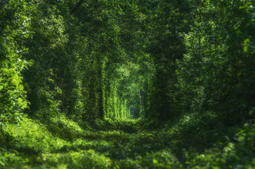 famous romantic place called Tunnel of Love, Klevan, Ukraine.  natural summer (spring) background