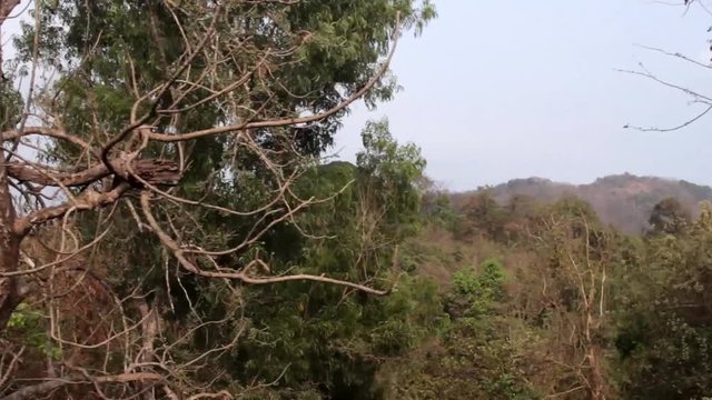 Tropical rainforests on the Western slope of the Western Ghats mountains in dry winter. The view from the train window
