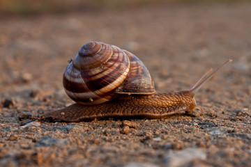 snail