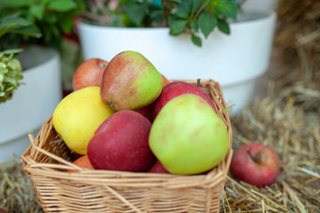 Fresh harvest of apples. Nature theme with red grapes and basket on straw background. Nature fruit concept.