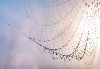 closeup drops of dew on the spiderweb at sunset (sunrise). picture with soft focus