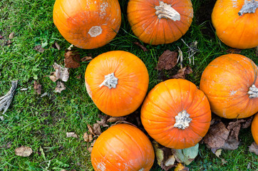 Autumn pumpkins harvested, view from above