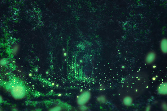 Fototapeta Świetliki w dzikim lesie. znane romantyczne miejsce zwane Tunnel of Love, Klevan, Ukraina. naturalne lato (wiosna) w tle (kolaż)