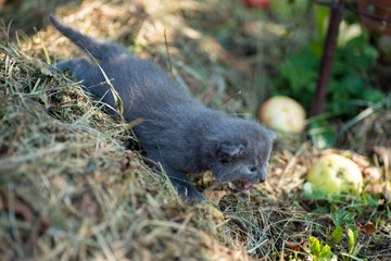 Gray kitten in the hay
