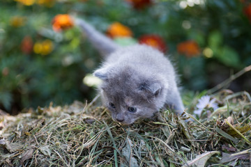 Gray kitten in the hay