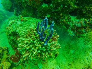 Pulau Seribu (Thousand Islands) scuba diving