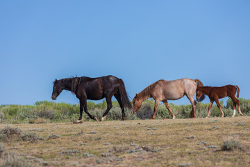 Fototapeta na wymiar Wild Horses in Sand Wash Basin Colorado