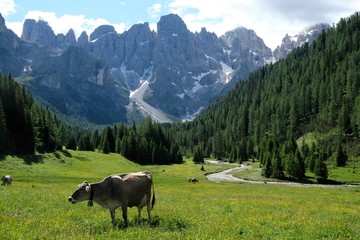 paesaggio montagna mucca prato verde alberi foglie fiume bosco foresta estate parco all'aperto...