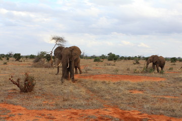 Fototapeta na wymiar Group of elephants in the savannah intent to drink in a pool of water with the African landscape behind in Kenya, Africa