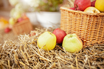 Fresh harvest of apples. Nature theme with red grapes and basket on straw background. Nature fruit concept.