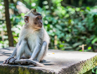 Portrait of Vervet Monkey Sitting and Holding His Tail in the Monkey Forest