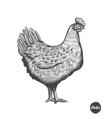 Chicken hand drawn illustration in engraving or woodcut style. Hen meat and eggs vintage produce elements. Badges and design elements for the chicken manufacturing. Vector illustration.